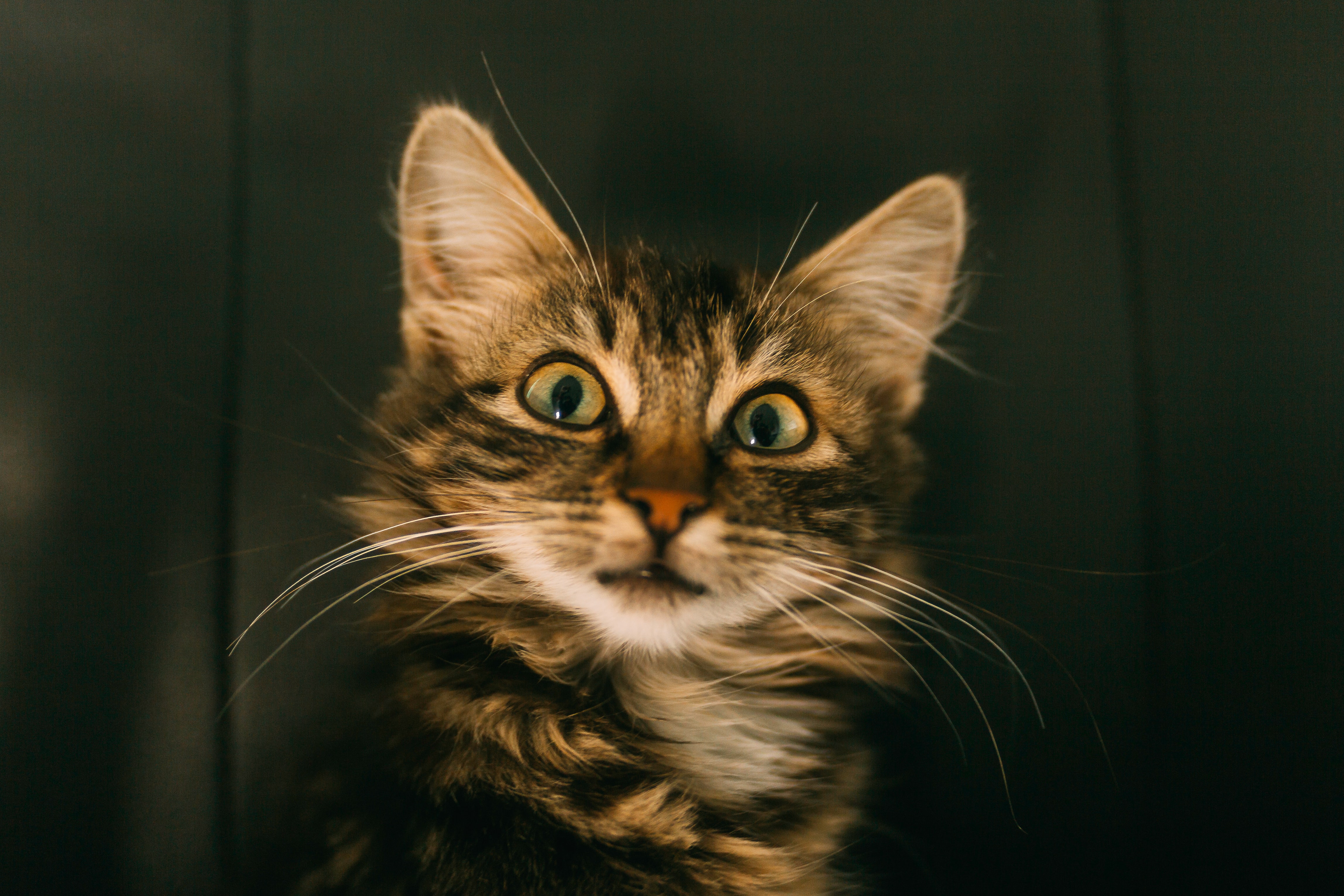 Surprised Cat -- Photo by Anton Darius on Unsplash